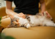 Posisi Tidur Kucing Ternyata Bisa Menunjukkan Kondisi dan Perasaannya