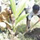 Pemkab Gorontalo Genjot Pengembangan Kelapa Dalam, 800 Ribu Bibit Mulai Disalurkan