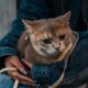 Berapa Usia Kucing dalam Umur Manusia? Simak Penjelasannya