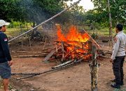 Arena Judi Sabung Ayam di Popayato Dibongkar dan Dibakar Polisi