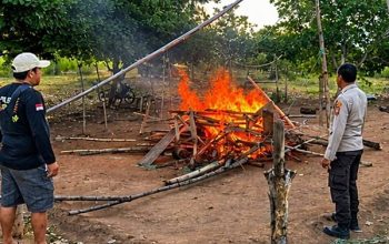 Arena Judi Sabung Ayam di Popayato Dibongkar dan Dibakar Polisi