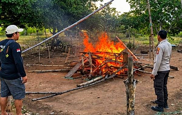 Arena Judi Sabung Ayam di Popayato Dibongkar dan Dibakar Polisi