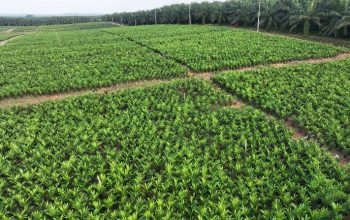 Holding Perkebunan Nusantara melalui PTPN IV PalmCo Akselerasi Peremajaan Sawit Petani di Riau Perkuat Implementasi Program B50