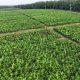 Holding Perkebunan Nusantara melalui PTPN IV PalmCo Akselerasi Peremajaan Sawit Petani di Riau Perkuat Implementasi Program B50