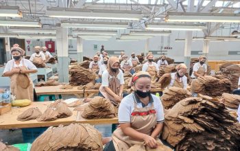 Holding Perkebunan Nusantara Perkuat Daya Saing Global, Tembakau Premium PTPN I Jadi Andalan Industri Cerutu Dunia