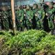 5.000 Batang Ganja Terungkap, TNI Habema Gagalkan Peredaran Narkotika
