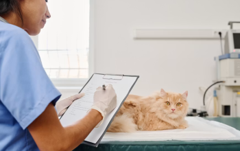 Cara Memilih Obat Diare Kucing yang Aman dan Efektif