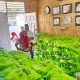 1.796 PPPK PW Kebagian Bantuan Bahan Pokok, Kado Kemerdekaan dari Adhan Lewat BAZNAS