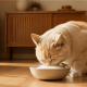 Kucing Boleh Makan Nasi atau Tidak? Ini Penjelasannya
