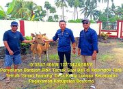 10 Sapi Bali Disalurkan ke Kelompok Ternak di Paguyaman, Disiapkan Jadi Indukan