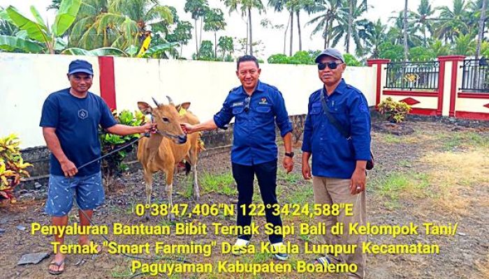 10 Sapi Bali Disalurkan ke Kelompok Ternak di Paguyaman, Disiapkan Jadi Indukan