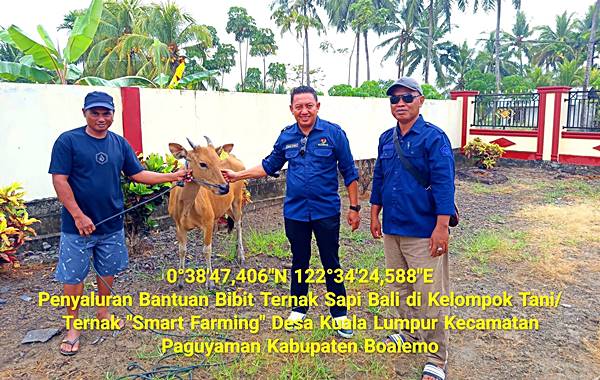 10 Sapi Bali Betina Disalurkan ke Kelompok Ternak di Paguyaman, Disiapkan Jadi Indukan