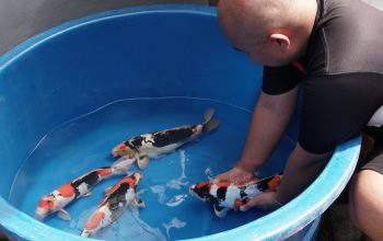 Breeder Doitsu Showa Terbesar ke-2 di Dunia