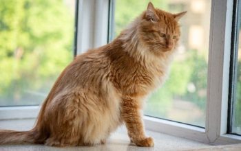 10 Jenis Kucing Besar yang Bisa Dipelihara di Rumah