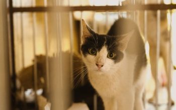 Panduan Membersihkan Kandang Kucing Dengan Benar